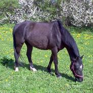 Anden særlig race Sheila