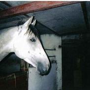 Trakehner Taylor (død)