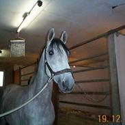 Trakehner Taylor (død)