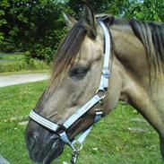 Anden særlig race Silver