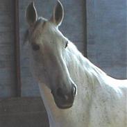 Anden særlig race Ari-bella