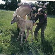 Anden særlig race Frederik (Frede)