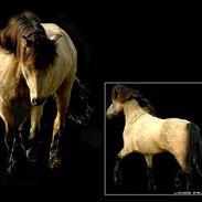 Islænder Lógg Fra Brún, solgt