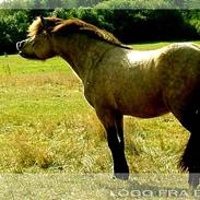 Islænder Lógg Fra Brún, solgt