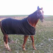 Dansk Varmblod Felix