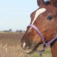 Dansk Varmblod Felix