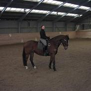 Oldenborg Bianco *solgt*