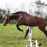 Anden særlig race Cherie