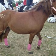 Shetlænder Tot *Låner