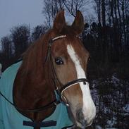 Welsh Pony af Cob-type (sec C) Tim (Timmi)<3