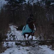 Welsh Pony af Cob-type (sec C) Tim (Timmi)<3