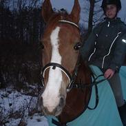 Welsh Pony af Cob-type (sec C) Tim (Timmi)<3