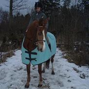 Welsh Pony af Cob-type (sec C) Tim (Timmi)<3