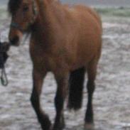 Anden særlig race Freja