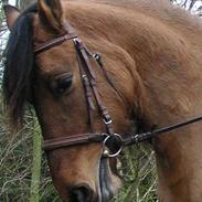 Anden særlig race Freja