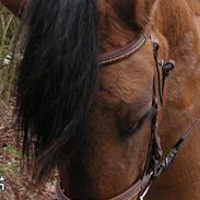 Anden særlig race Freja