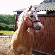 Haflinger Tarzan (Aslam)