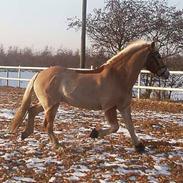 Haflinger Tarzan (Aslam)