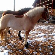 Haflinger Tarzan (Aslam)