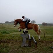 Haflinger Tarzan (Aslam)