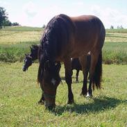 Welsh Cob (sec D) Låddenhøjs Donnovan SOLGT