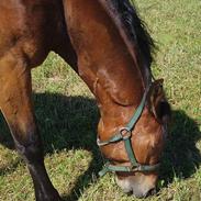 Welsh Cob (sec D) Låddenhøjs Donnovan SOLGT