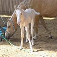 Palomino Lysgaards Bazar (solgt)