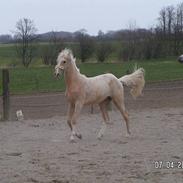 Palomino Lysgaards Bazar (solgt)