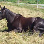 Fuldblod (XX) White Blackie
