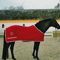 Dansk Varmblod Montana Engholm