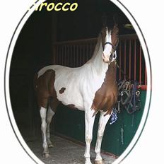 Pinto Scirocco