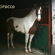 Pinto Scirocco