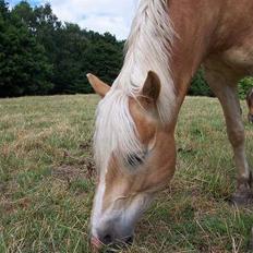 Haflinger Walde - SOLGT