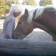 Haflinger Walde - SOLGT