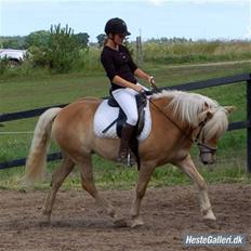Tyroler Haflinger Gabriella Elghuset