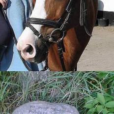 Anden særlig race - Røde <'3 *R.I.P*