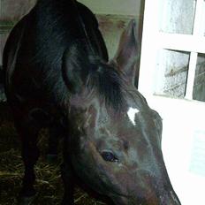 Oldenborg Caliva