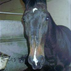Oldenborg Caliva