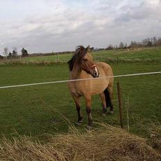 Anden særlig race lassan