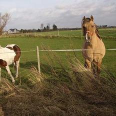 Anden særlig race lassan