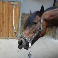 Anden særlig race Tordenskjold *Buller-basse*