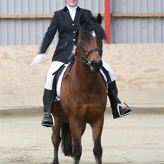 Anden særlig race Tordenskjold *Buller-basse*