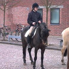 Hollandsk Sportspony Mark solgt (efterlyses)