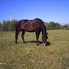 Hollandsk Sportspony Mark solgt (efterlyses)