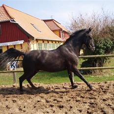Anden særlig race Baltic Zorro <33 