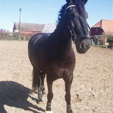 Anden særlig race Baltic Zorro <33 