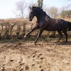 Anden særlig race Baltic Zorro <33 