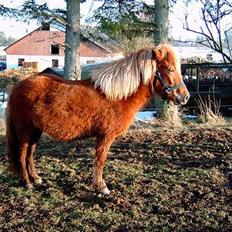 Islænder Blesa Fra ulvkjær