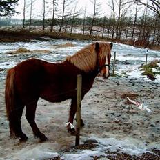 Islænder Blesa Fra ulvkjær
