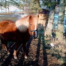 Islænder Blesa Fra ulvkjær